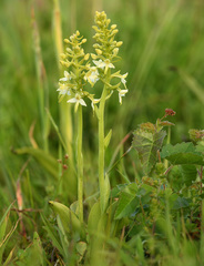 Platanthera bifolia