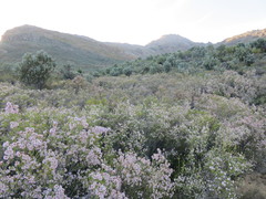 Erica verecunda