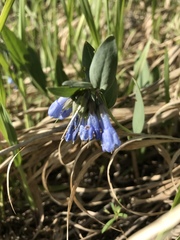 Mertensia oblongifolia