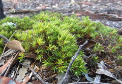 Melichrus urceolatus