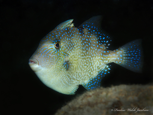 Grey Triggerfish