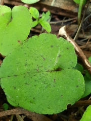 Corybas iridescens