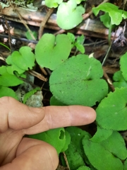 Corybas iridescens