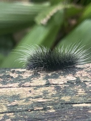 Apistosia judas