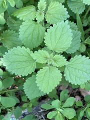 Hesperocnide tenella