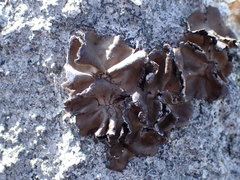 Umbilicaria muhlenbergii