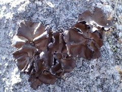 Umbilicaria muhlenbergii