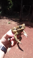 Rhinella diptycha