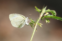 Eurema daira eugenia