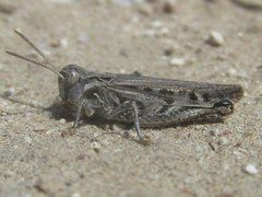 Psoloessa delicatula