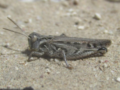 Psoloessa delicatula