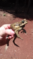 Rhinella diptycha
