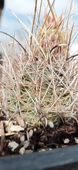 Ancistrocactus scheeri
