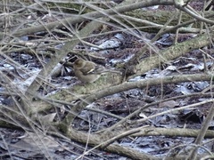 Fringilla coelebs