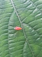 Ambracius dufouri