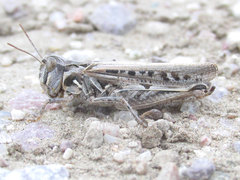 Psoloessa delicatula