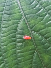 Ambracius dufouri