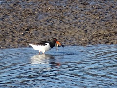Haematopus ostralegus