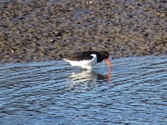 Haematopus ostralegus
