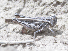 Psoloessa delicatula