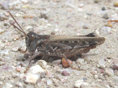 Psoloessa delicatula