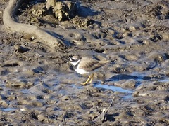Charadrius hiaticula