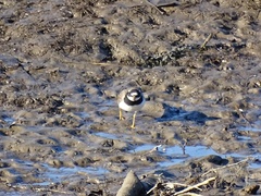 Charadrius hiaticula