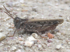 Psoloessa delicatula