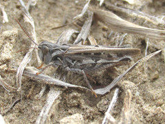 Psoloessa delicatula