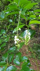 Citharexylum berlandieri