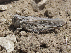 Psoloessa delicatula