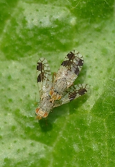 Tephritis divisa