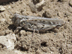 Psoloessa delicatula