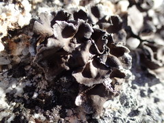 Umbilicaria muhlenbergii