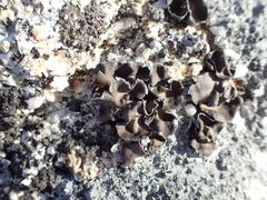 Umbilicaria muhlenbergii