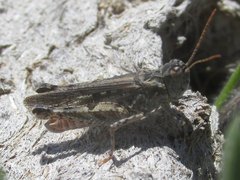 Psoloessa delicatula