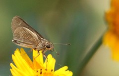 Vehilius stictomenes