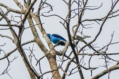 Cotinga cayana