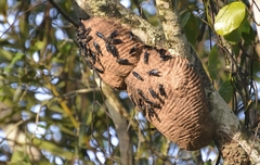 Synoeca ilheensis