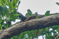 Xiphorhynchus guttatus