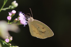 Eurema daira eugenia