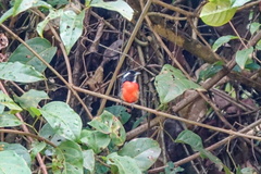 Granatellus pelzelni