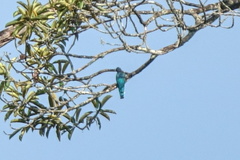 Trogon viridis