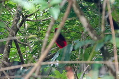 Phoenicircus carnifex