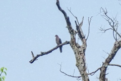 Patagioenas plumbea