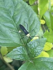 Zelus versicolor