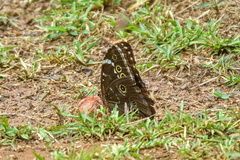 Morpho achilles