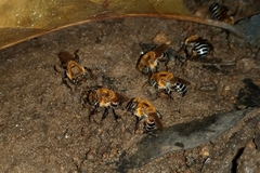 Melipona scutellaris