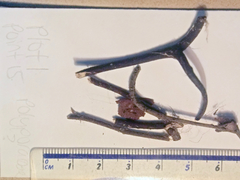 Polyporus guianensis