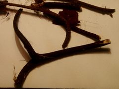 Polyporus guianensis